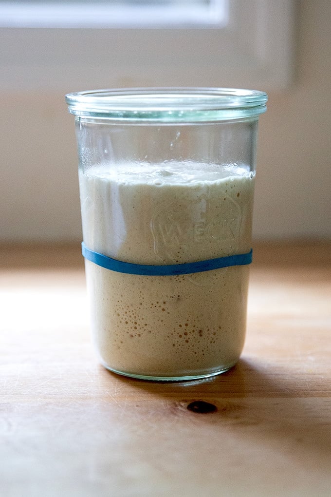 how to build a sourdough starter from scratch - Article 1